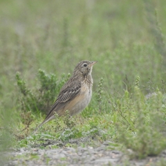 Anthus godlewskii
