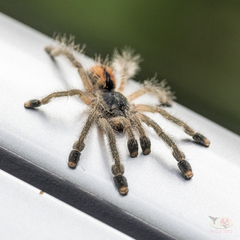 Avicularia