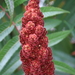Staghorn Sumac - Photo (c) Kate's Photo Diary, some rights reserved (CC BY-NC-ND)