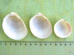 Laevicardium serratum