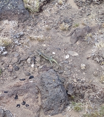 Liolaemus archeforus