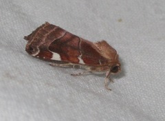 Cosmia diffinis