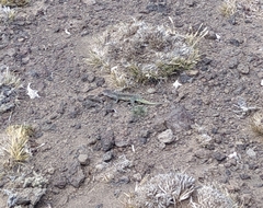 Liolaemus archeforus