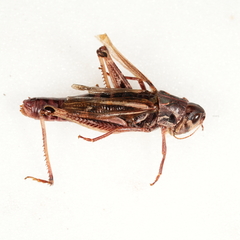 Gomphocerus sibiricus