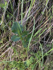 Sanicula bipinnatifida