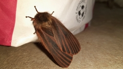 Heliconisa pagenstecheri