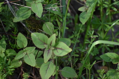 Clarkia unguiculata