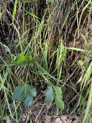 Sanicula bipinnatifida