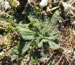 Biserrula pelecinus