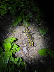 Salamandra salamandra