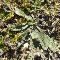 Anchusa undulata