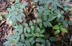 Derris involuta