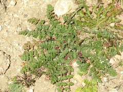 Erodium cicutarium