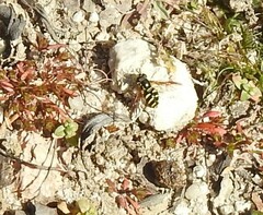 Chrysotoxum intermedium