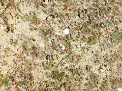 Chrysotoxum intermedium