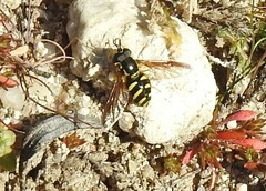Chrysotoxum intermedium