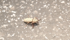 Pandeleteius nodifer