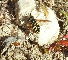 Chrysotoxum intermedium