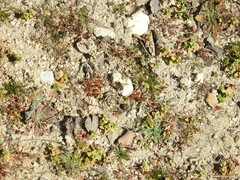 Chrysotoxum intermedium