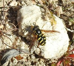 Chrysotoxum intermedium