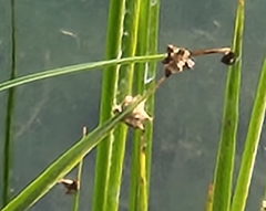 Schoenoplectus americanus