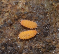 Bilobella aurantiaca