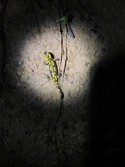 Salamandra salamandra
