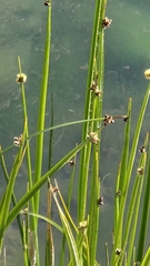 Schoenoplectus americanus