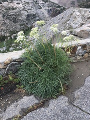 Angelica lineariloba