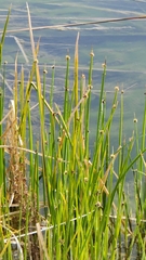 Schoenoplectus americanus