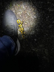 Salamandra salamandra