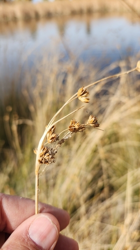 Image of Juncus cooperi by no rights reserved