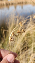 Juncus cooperi