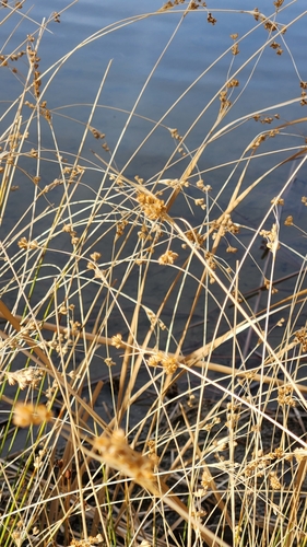 Image of Juncus cooperi by no rights reserved