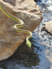 Leptophis diplotropis