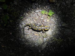 Salamandra salamandra