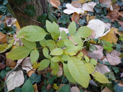 Fraxinus pennsylvanica lanceolata