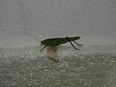 Tettigoniidae