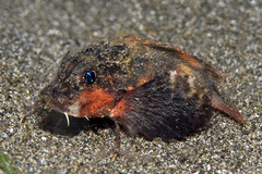 Minous trachycephalus