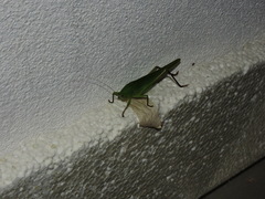 Tettigoniidae