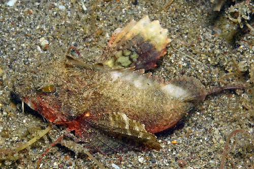 Spinynose stingfish (Minous trachycephalus) — Synanceiidae — 5