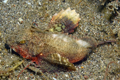 Minous trachycephalus