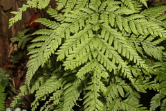 Parapolystichum microsorum