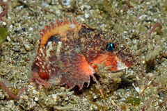 Minous trachycephalus