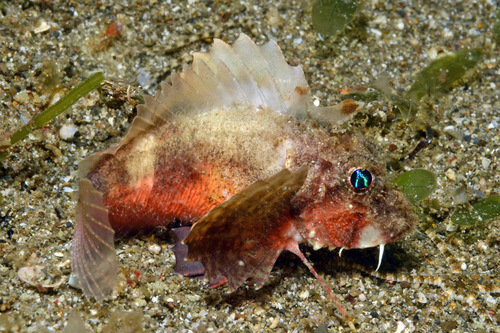 Spinynose stingfish (Minous trachycephalus) — Synanceiidae — 4