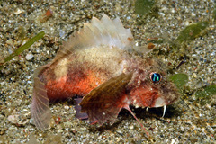 Minous trachycephalus