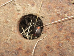Latrodectus mirabilis