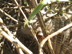 Chaetophractus vellerosus