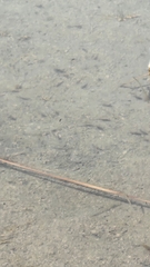 Cyprinodon macularius