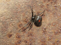 Latrodectus mirabilis